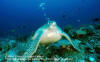 (c) WWF-Canon / Juergen Freund