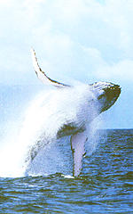 Baleine