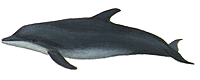 Grand dauphin (_Tursiops truncatus_)