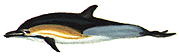 Dauphin commun (_Delphinus delphis_)