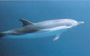 dauphin bb 4.jpg (9364 octets)