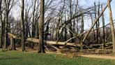 Arbres couchs suite  la tempte de 1999