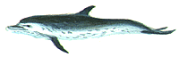Dauphin tachet (_Stenella attenuata_)